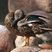 Meller's Duck